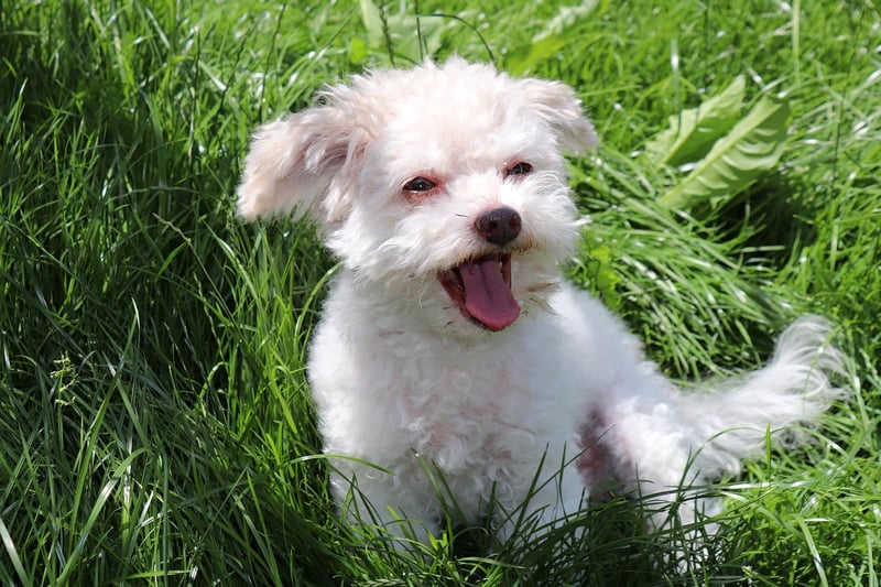 Bolonka Zwetna: Der perfekte Familienhund im Porträt